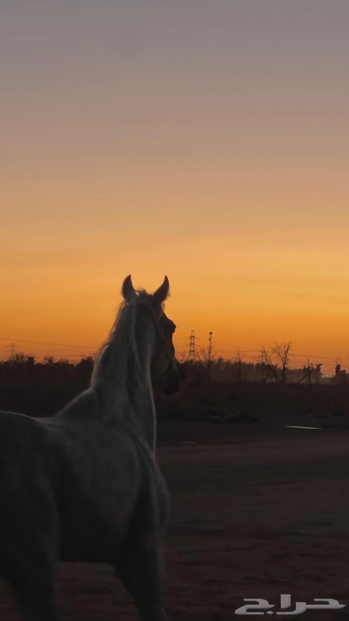 حصان للبيع64574915855361110