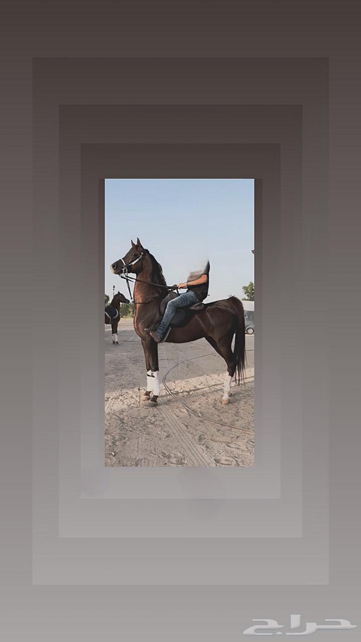 خيل شعبي64577078626819111