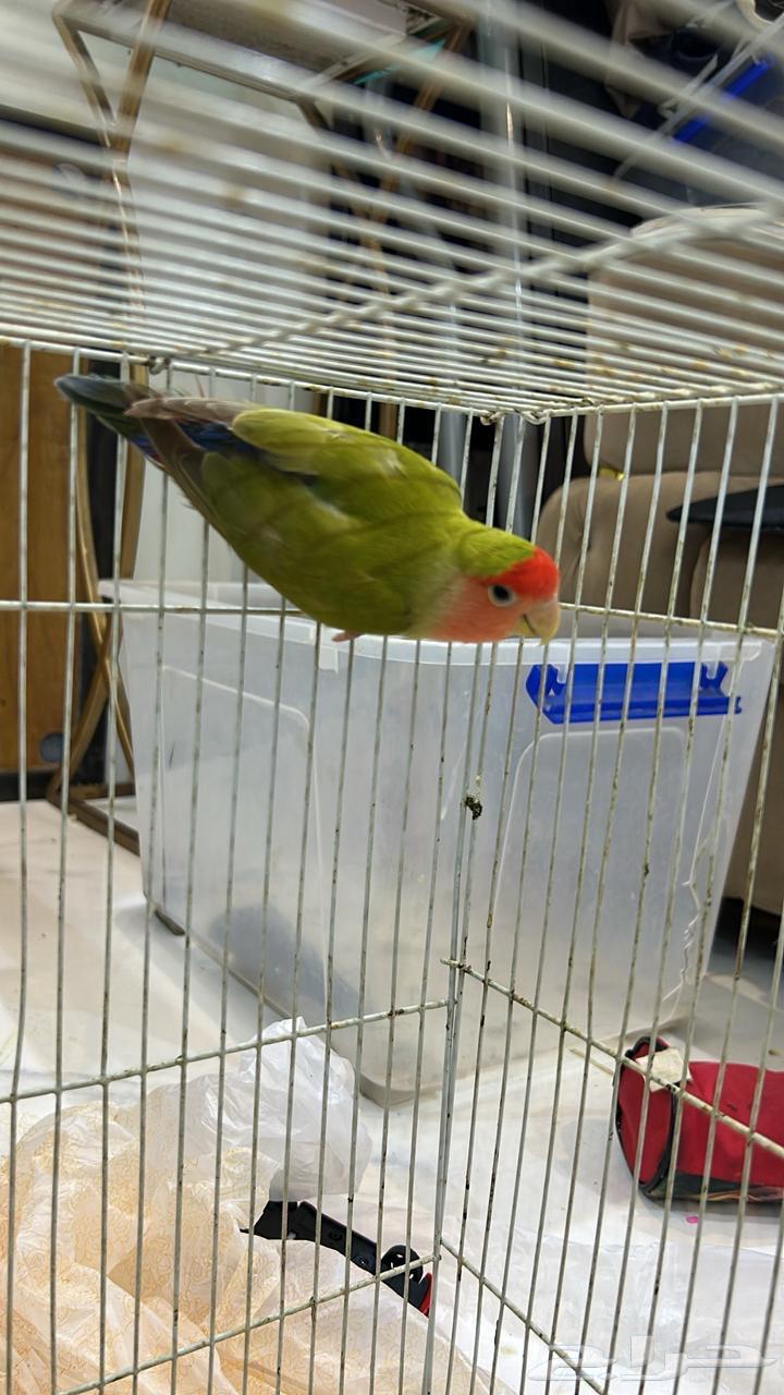 جوز روز منتج64572495037314114