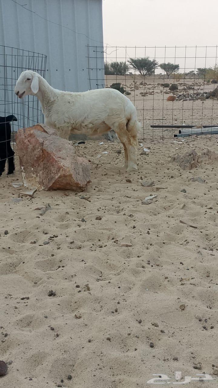 رخل صنف الصنف64577191872898110