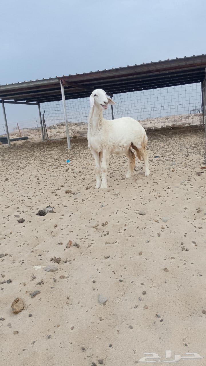 رخل صنف الصنف64577191872898111