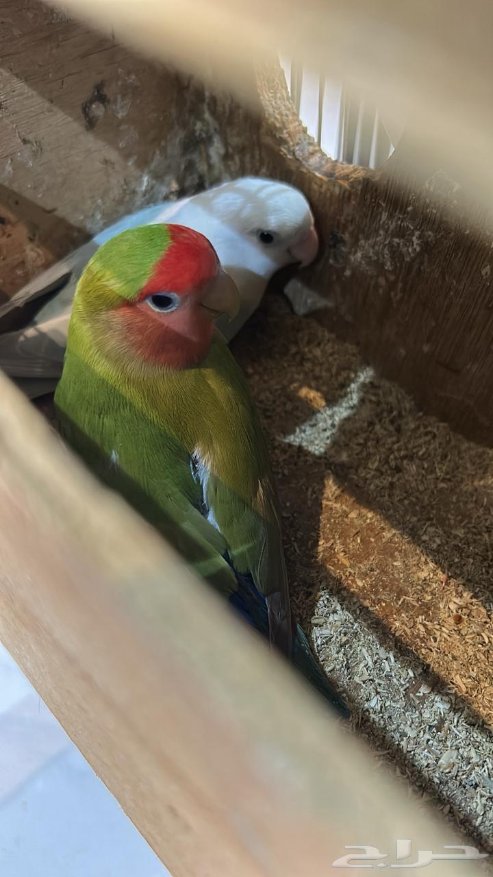 جوز روز منتج64572495037314110