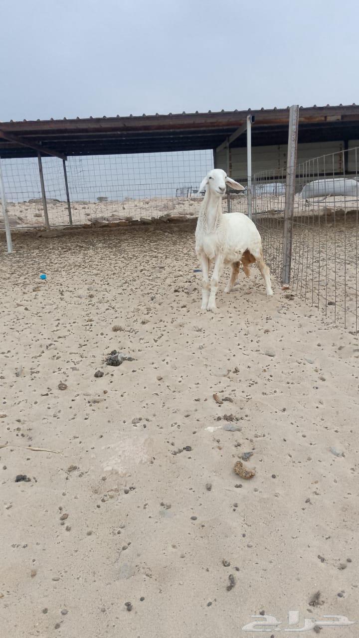 رخل صنف الصنف64577191872898112