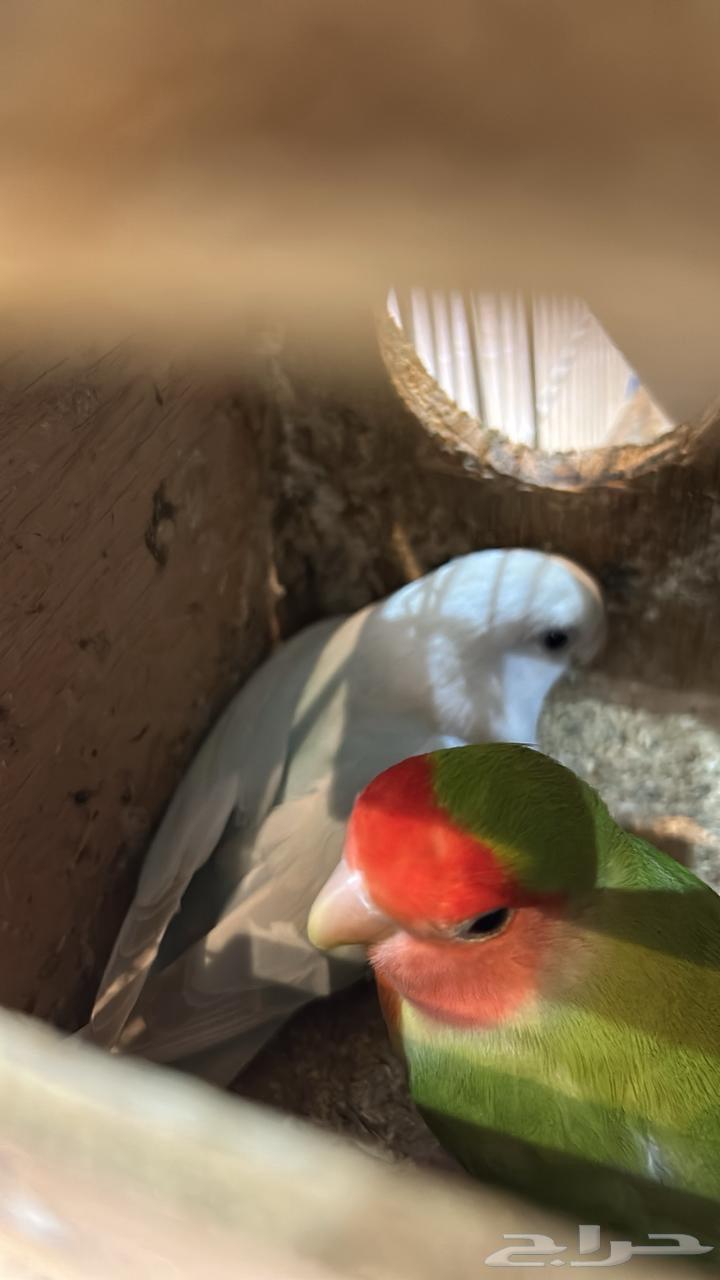 جوز روز منتج64572495037314112