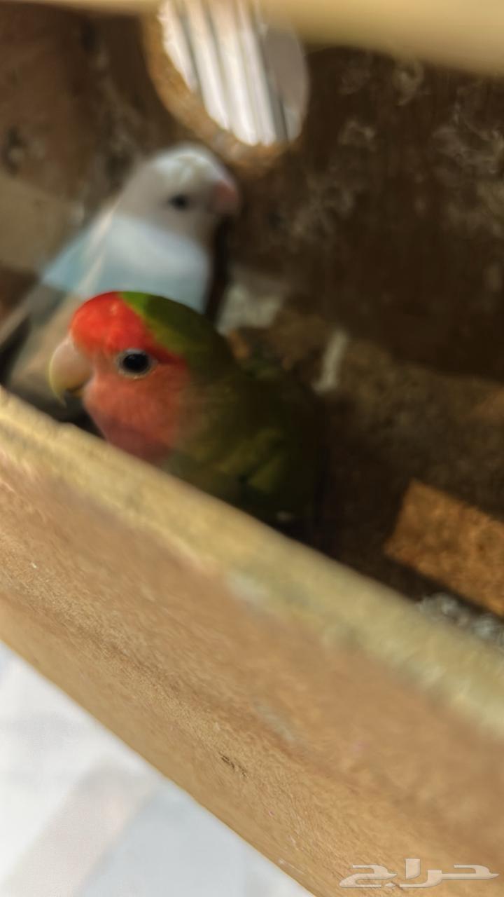 جوز روز منتج64572495037314111