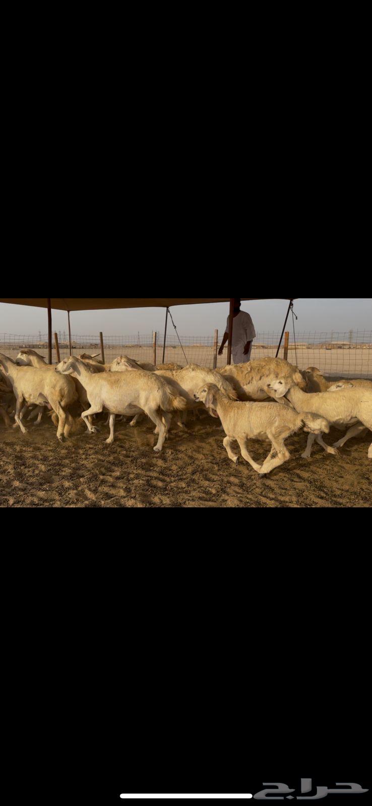 29 free-range rams followed by 2964578909761282110