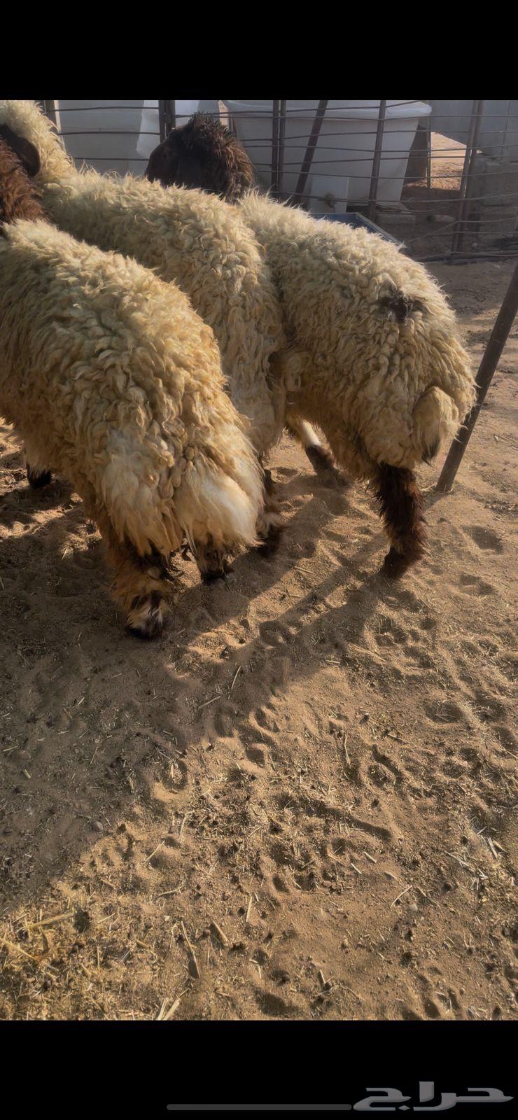 Slaughtered meat via Tabby64577092953474113