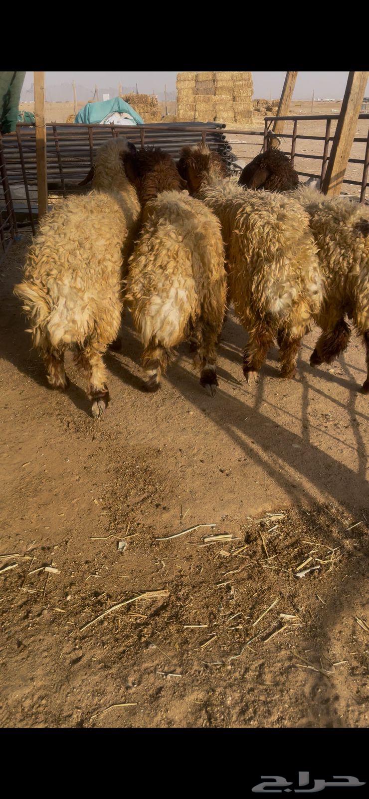 Slaughtered meat via Tabby64577092953474114