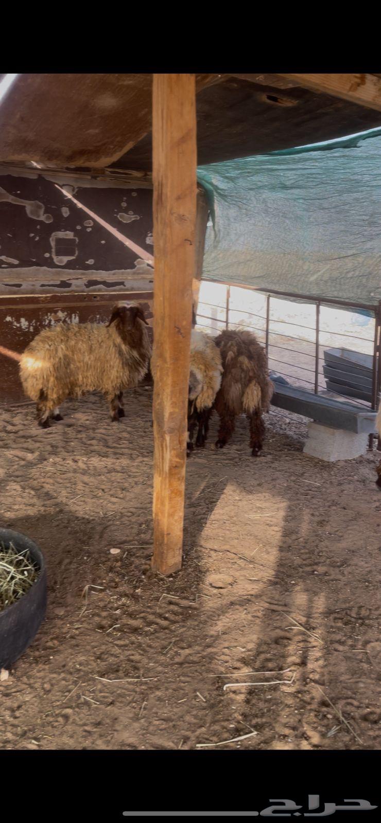 Slaughtered meat via Tabby64577092953474111