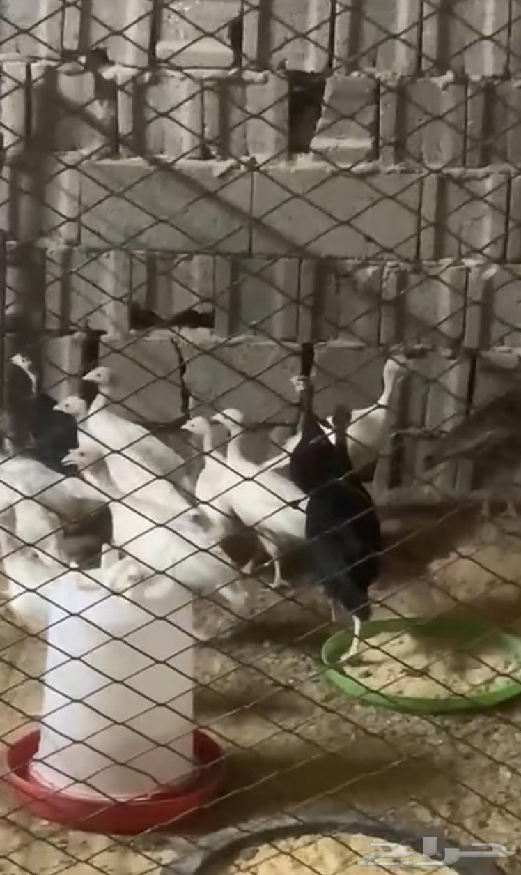 دجاج رومي للبيع64575154183427110