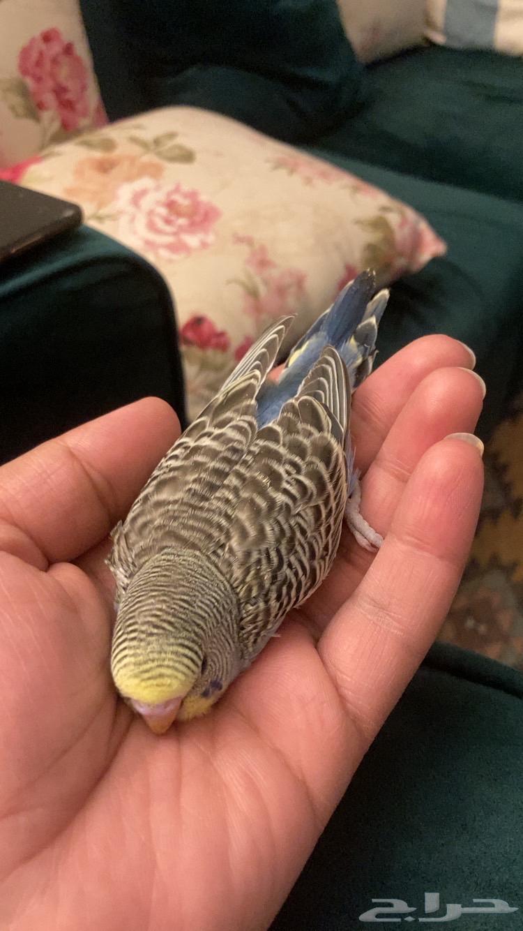 فروخ بادجي للبيع64572721034242111