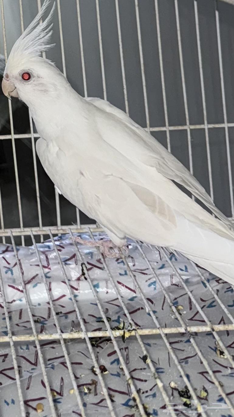 كروان البينو للبيع تممم البييع64486785458051110