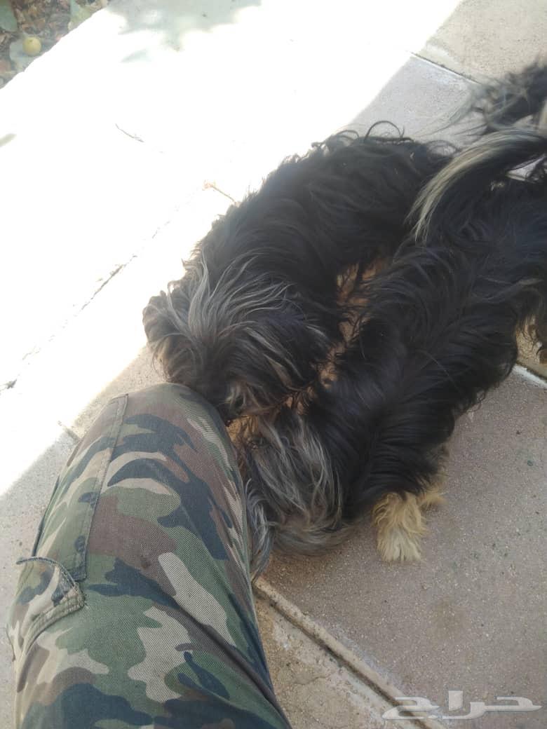 مكة   جدة   الطايف   الهدا64575904792833114