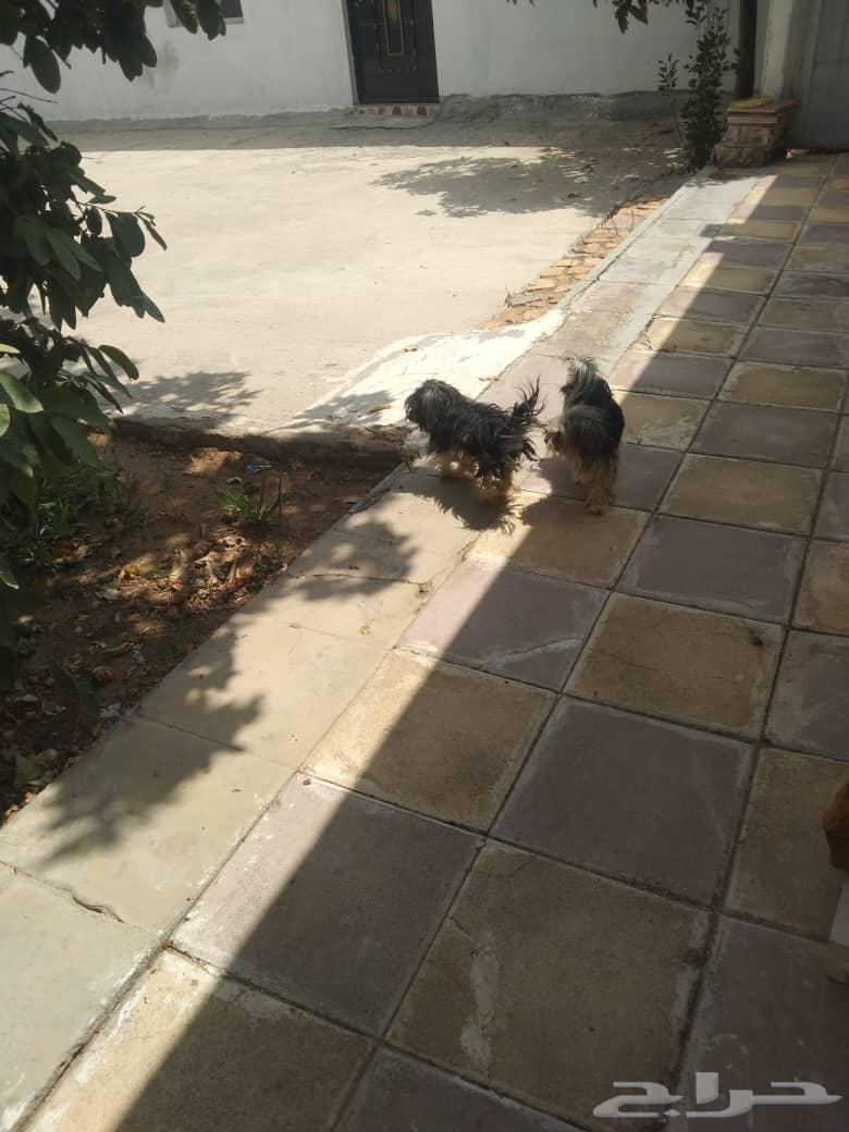 مكة   جدة   الطايف   الهدا64575904792833112