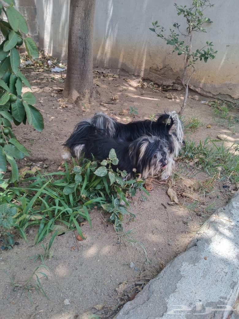 مكة   جدة   الطايف   الهدا64575904792833111