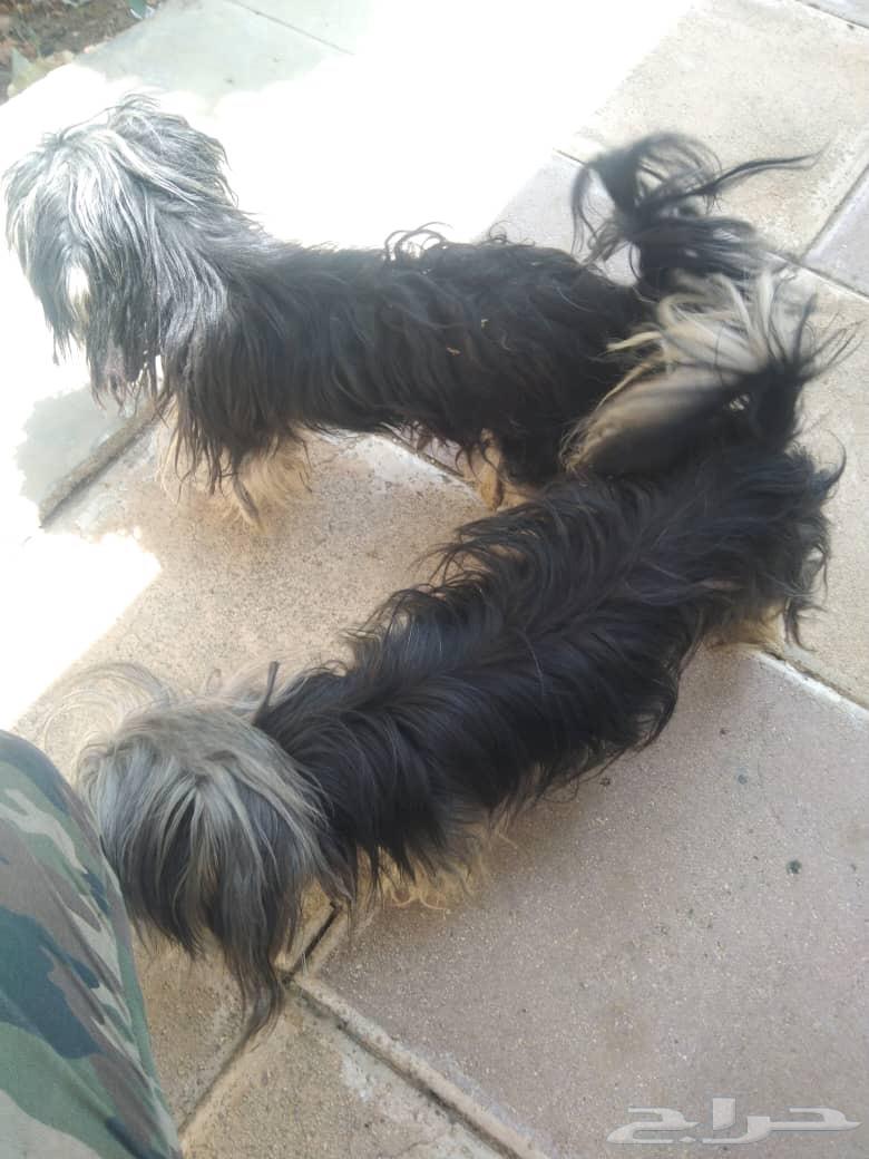 مكة   جدة   الطايف   الهدا64575904792833113