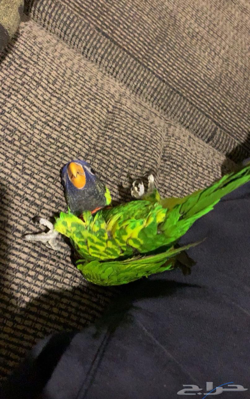 ببغاء لوري الييف ولعوب64579170685313114