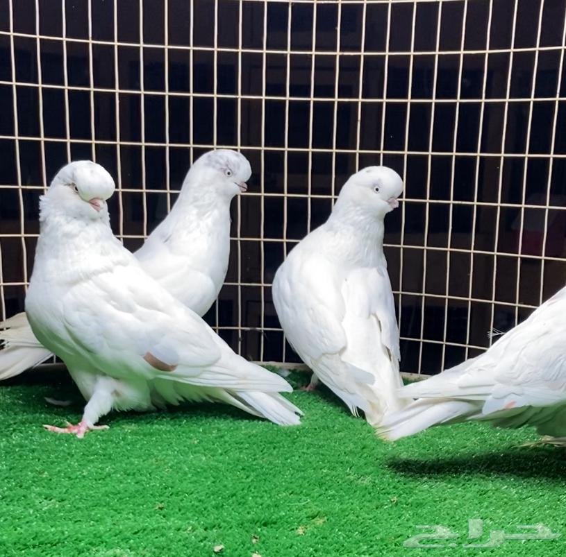 حمام لونق كلين64567198134017110