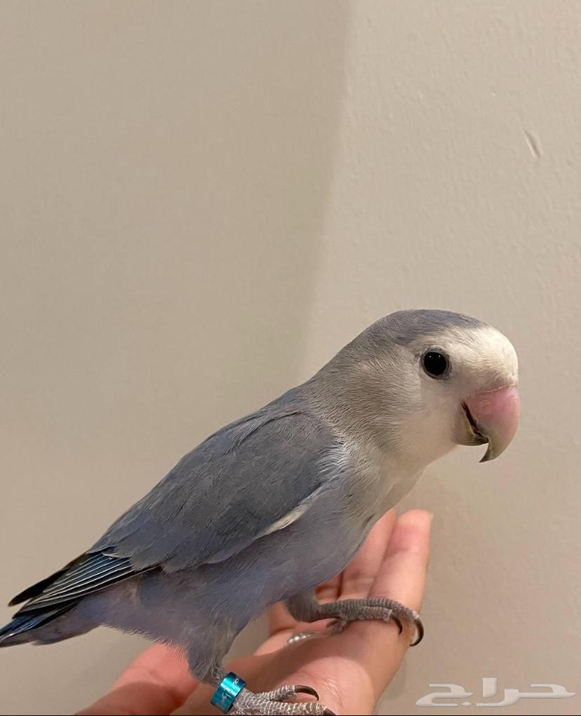 Roz Bird64576618276865110