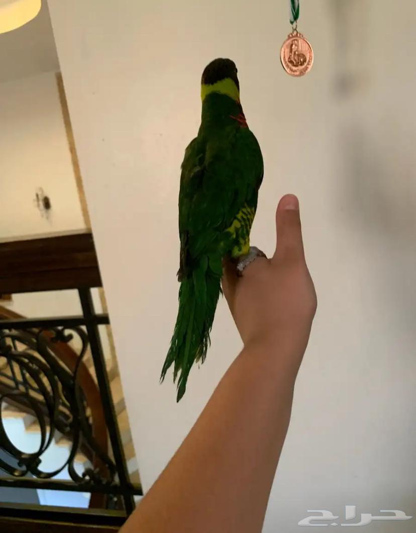 ببغاء لوري الييف ولعوب64579170685313110