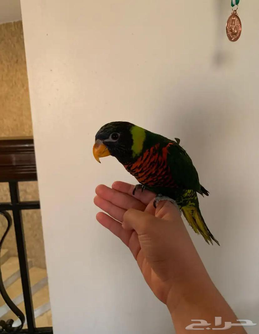 ببغاء لوري الييف ولعوب64579170685313111