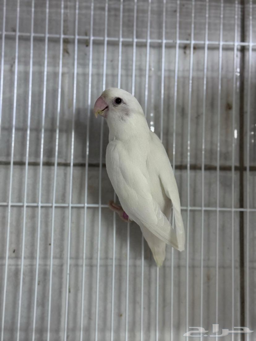 للبيع نفيه روز البينو64571838860929111