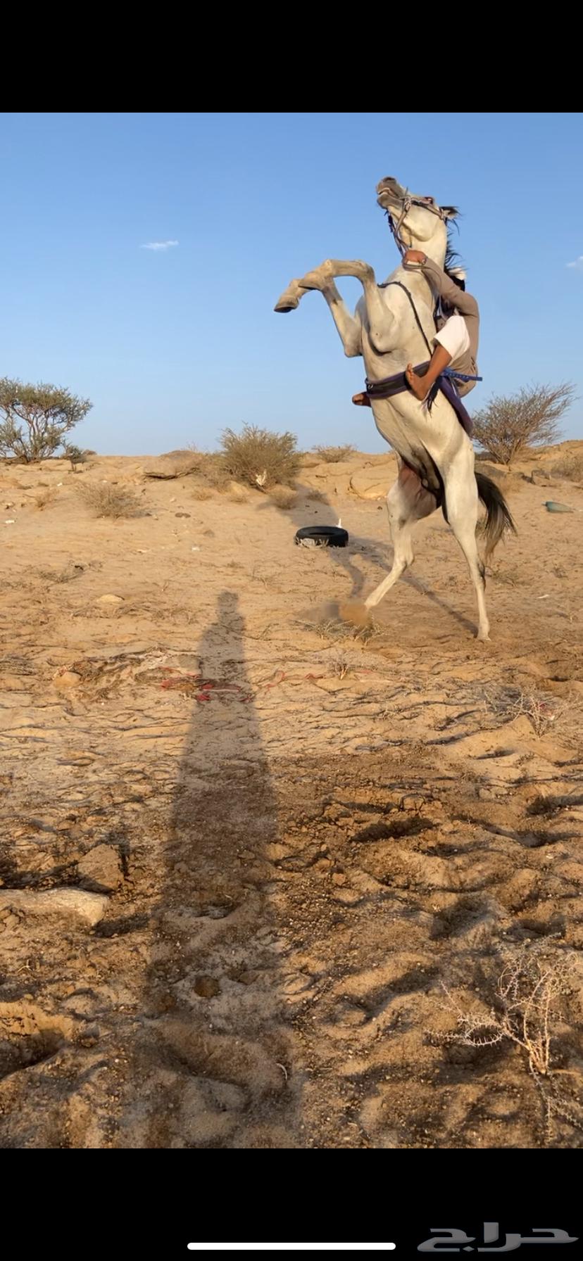 حصان كفو للبيع وسبوق سليم على شرط الحد 3000لايجي الا صامل64574873894529111