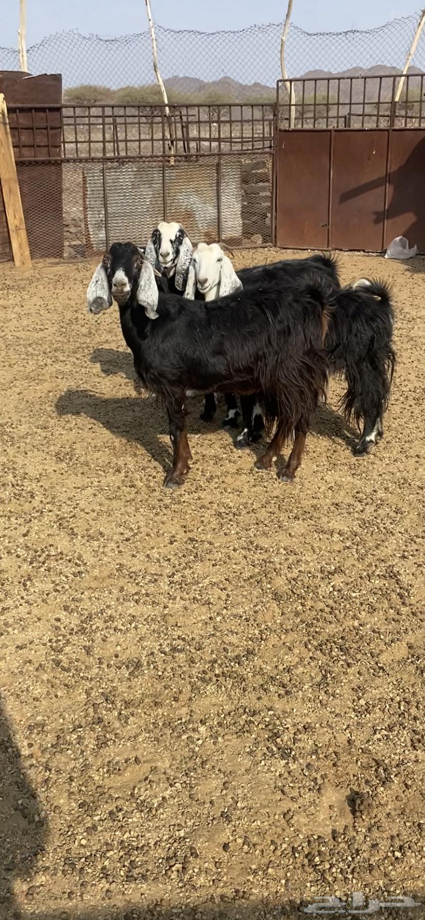 معزا للبيع64576701441666110