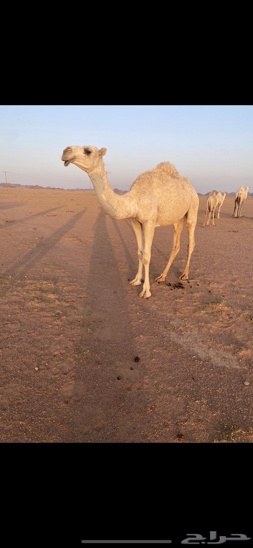 للبيع بكره64577516147585110