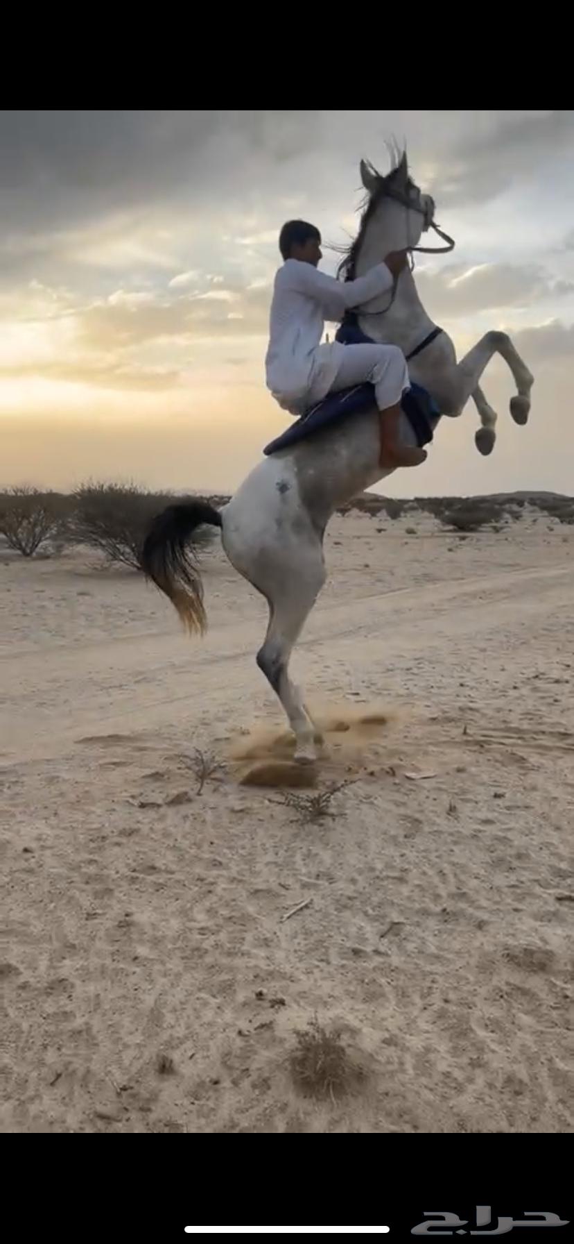 حصان كفو للبيع وسبوق سليم على شرط الحد 3000لايجي الا صامل64574873894529110