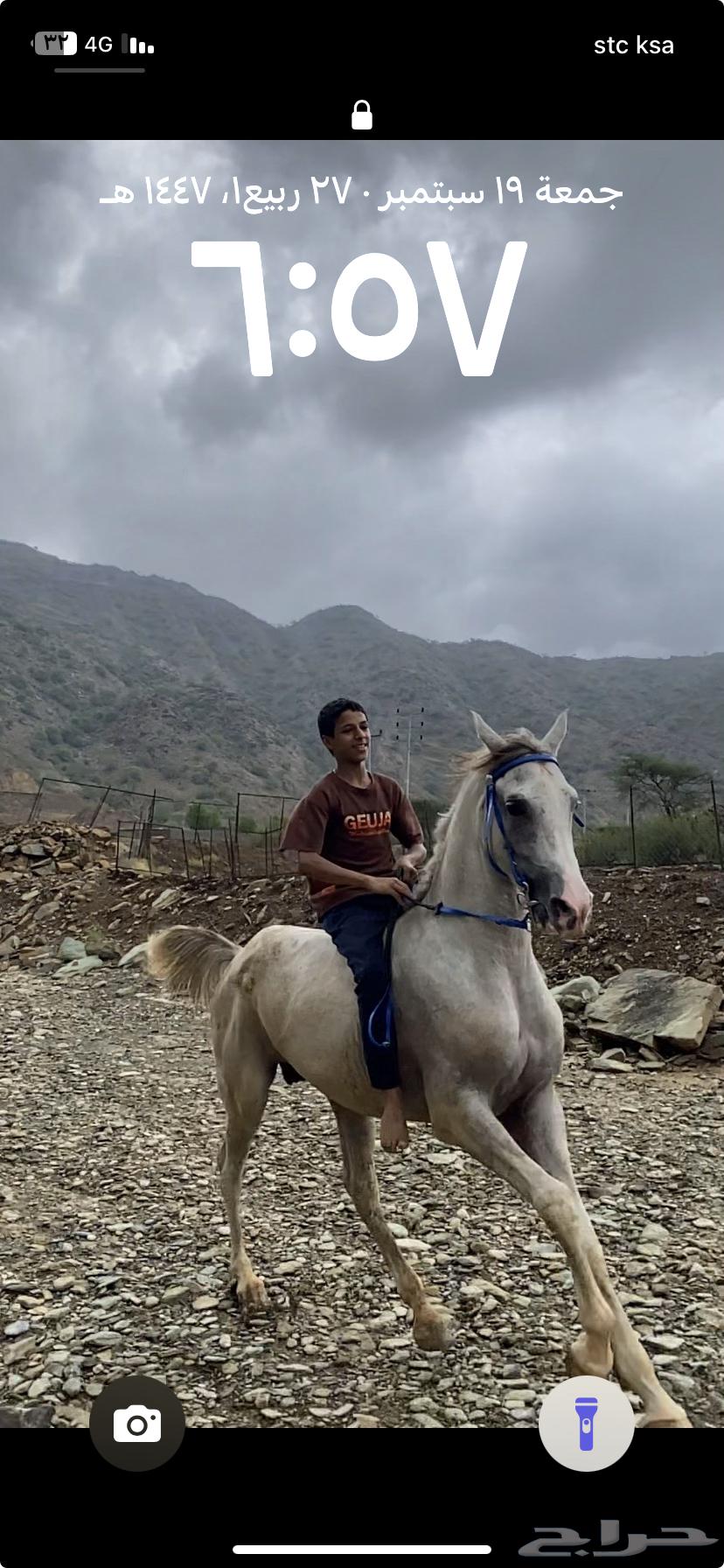 حصان للبيع64579019183233110