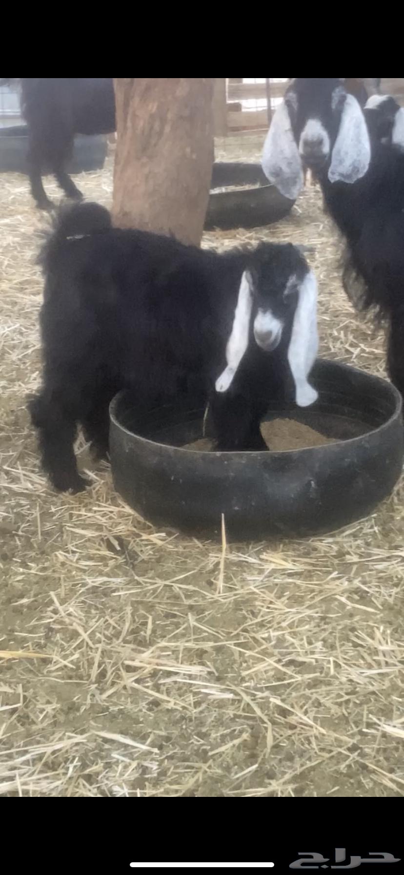 Ram for sale64567281608322110