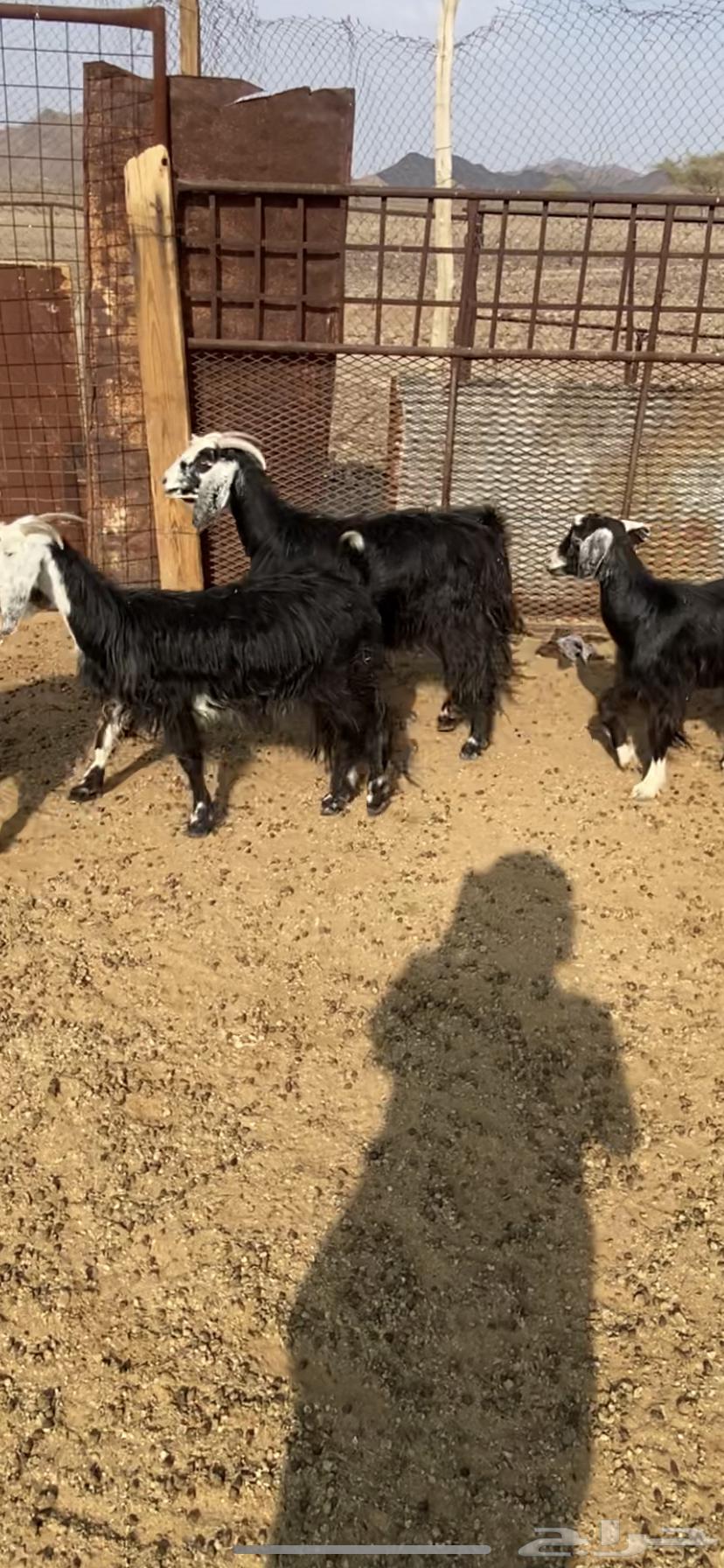 معزا للبيع64576701441666112