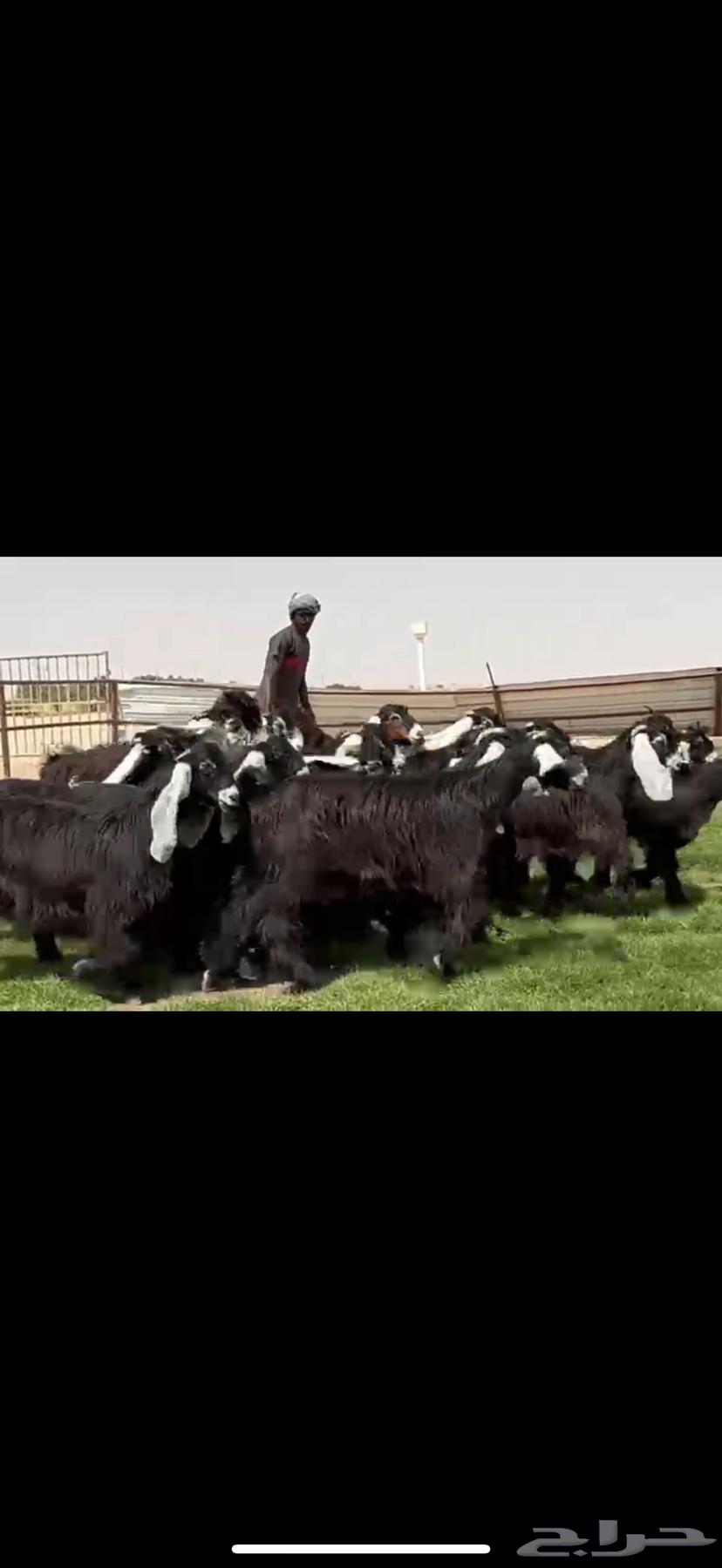 جذعات عوارض صنف فاخره64578214890114113