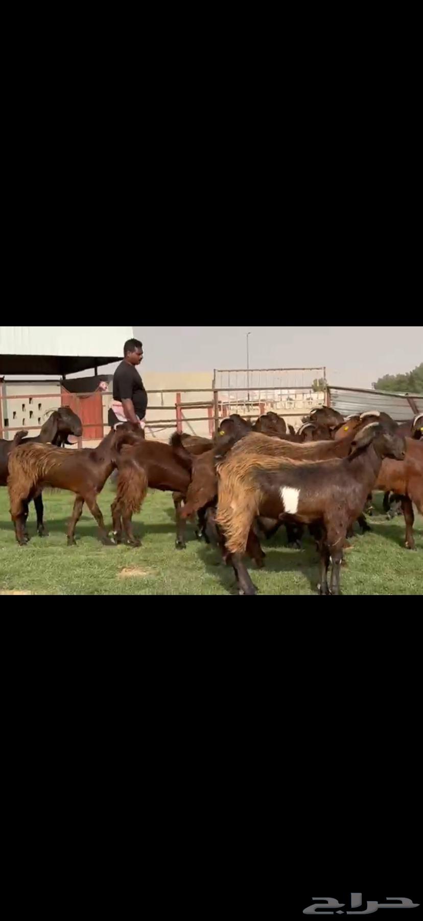 ثنوات وجذعات قبرصيه دهم64571686766850113