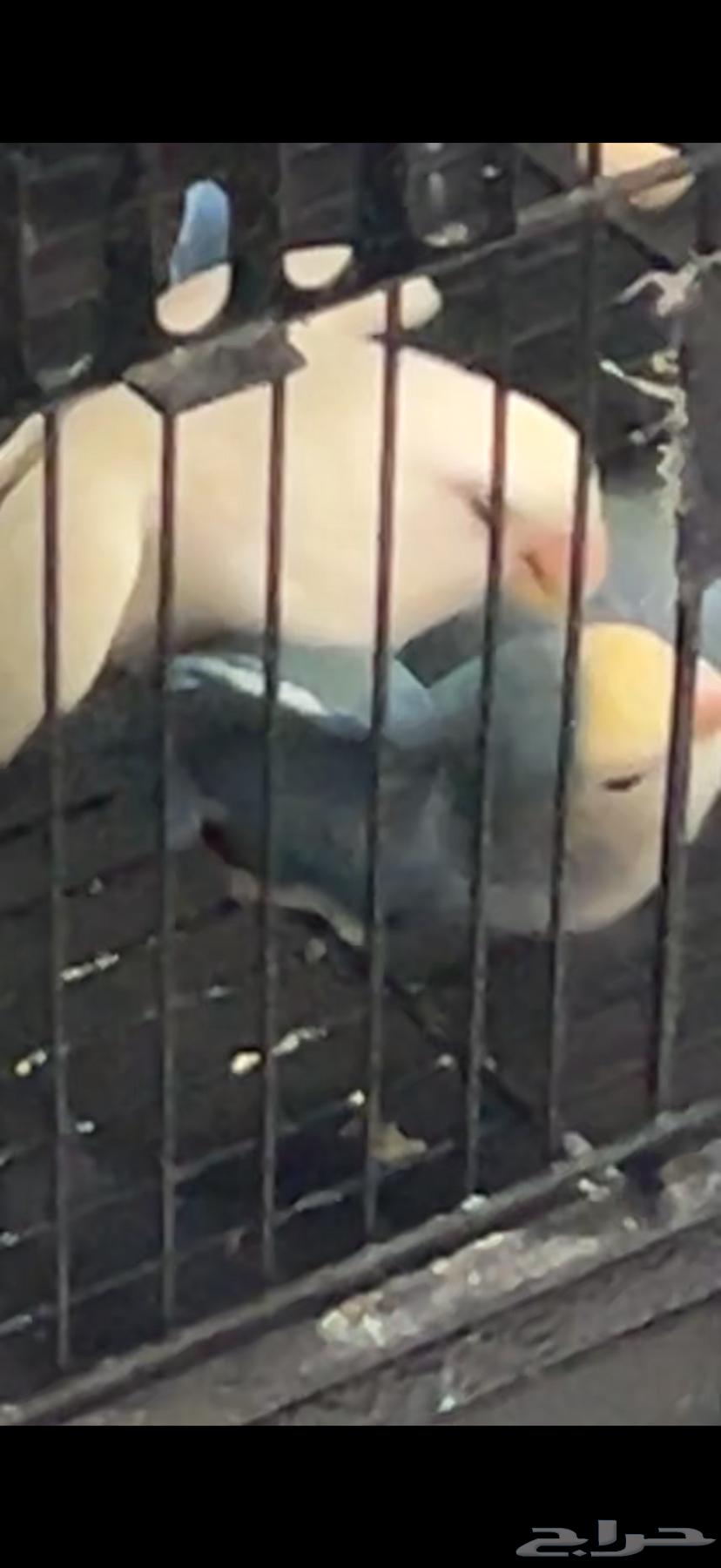 طير روز للبيع64573573728002112