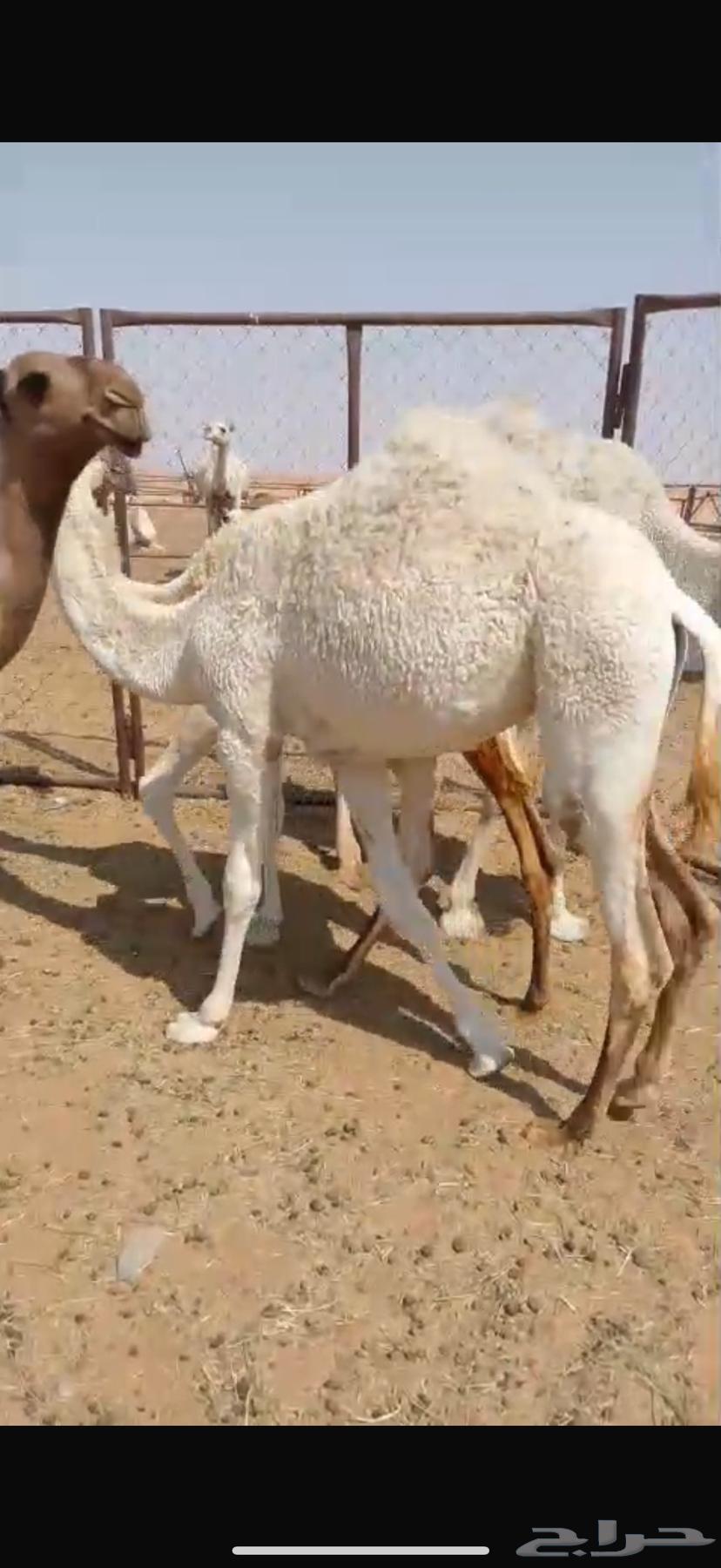 بكرة للبيع64575877064195110