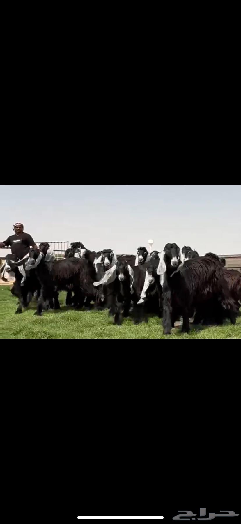 جذعات عوارض صنف فاخره64578214890114111