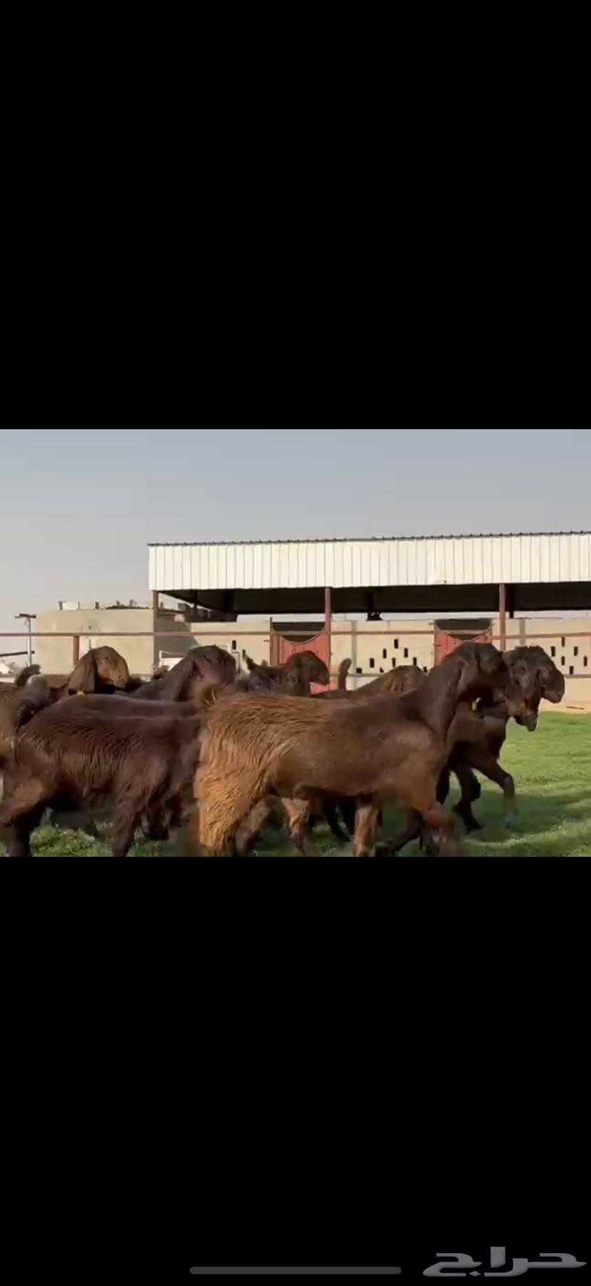 ثنوات وجذعات قبرصيه دهم64571686766850114