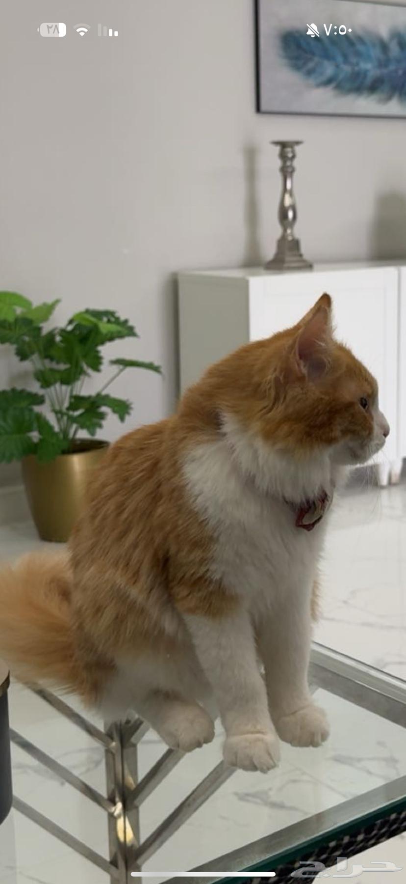 قط شيرازي للتبني واغراضه للبيع64578284982402110