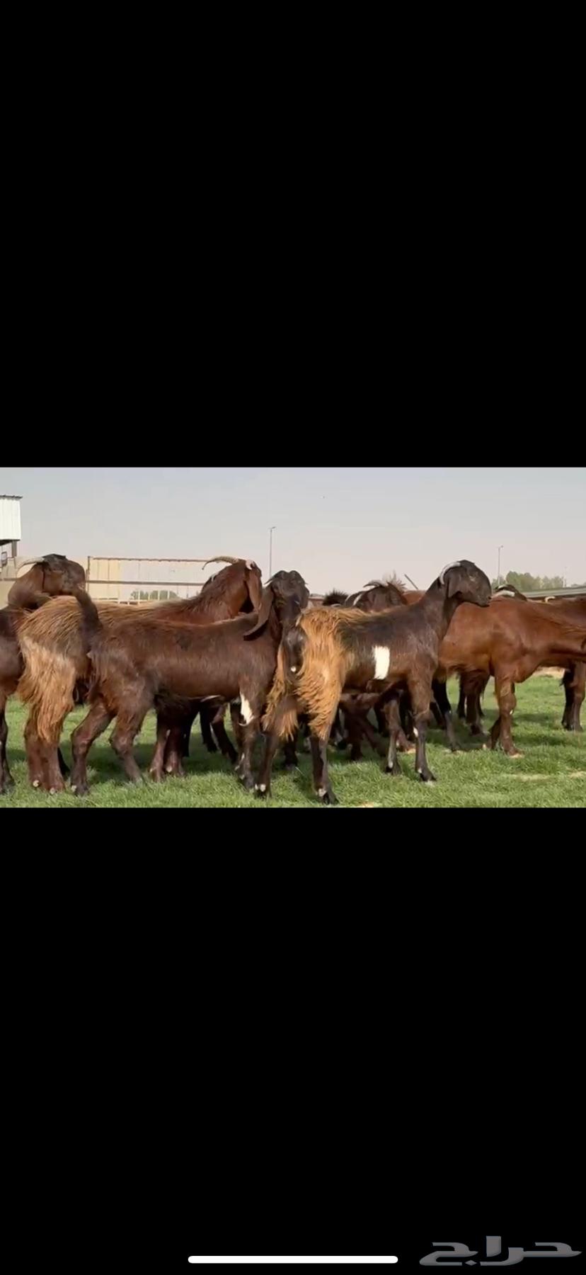 ثنوات وجذعات قبرصيه دهم64571686766850110