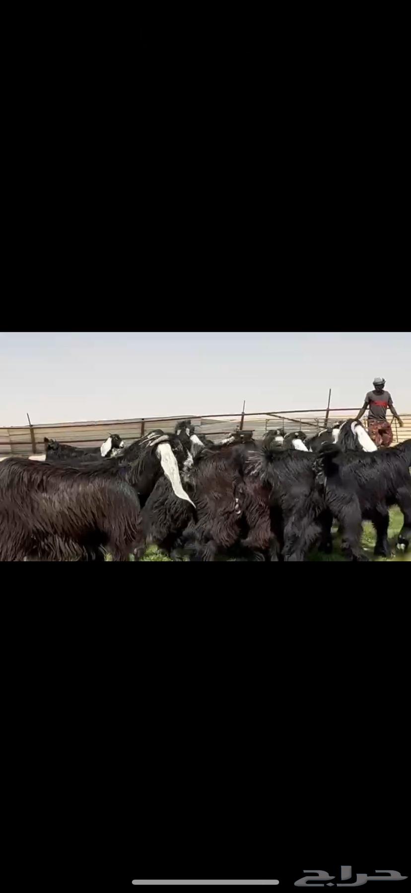 جذعات عوارض صنف فاخره64578214890114112