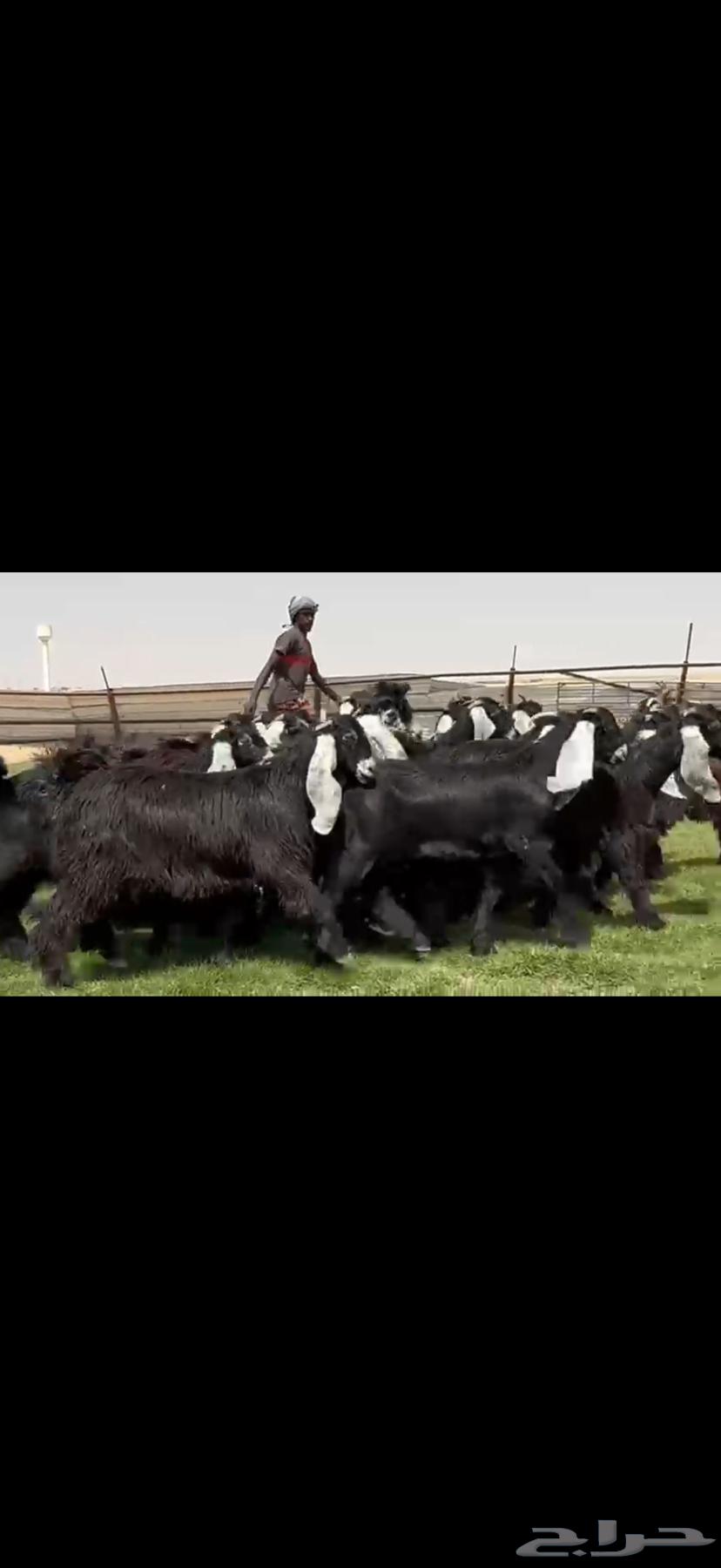 جذعات عوارض صنف فاخره64578214890114114