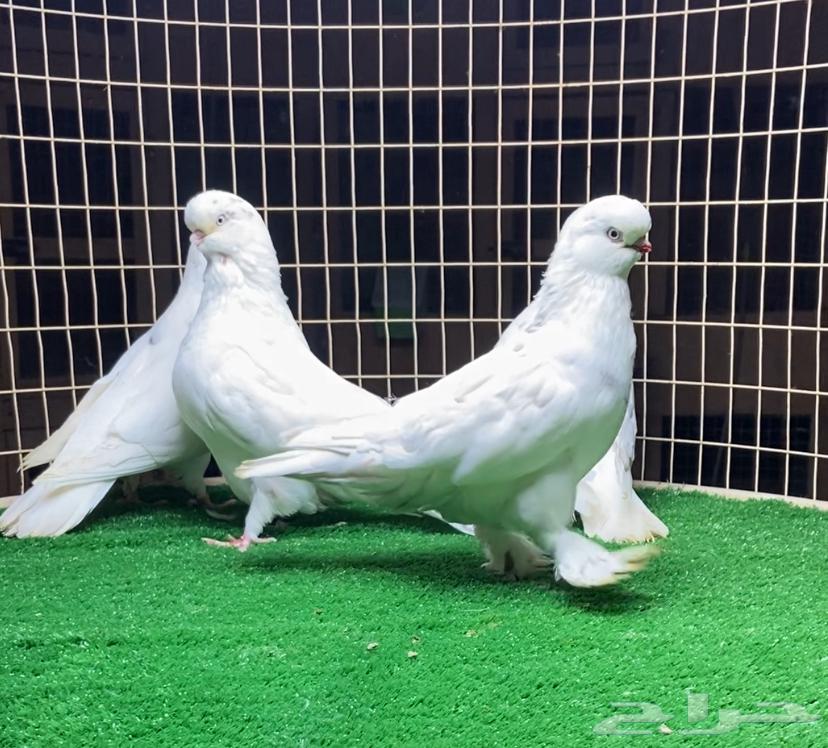 حمام لونق كلين64567198134017112