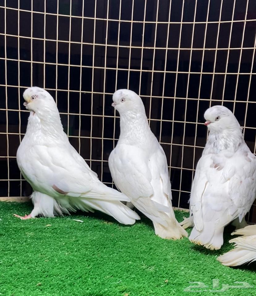 حمام لونق كلين64567198134017111