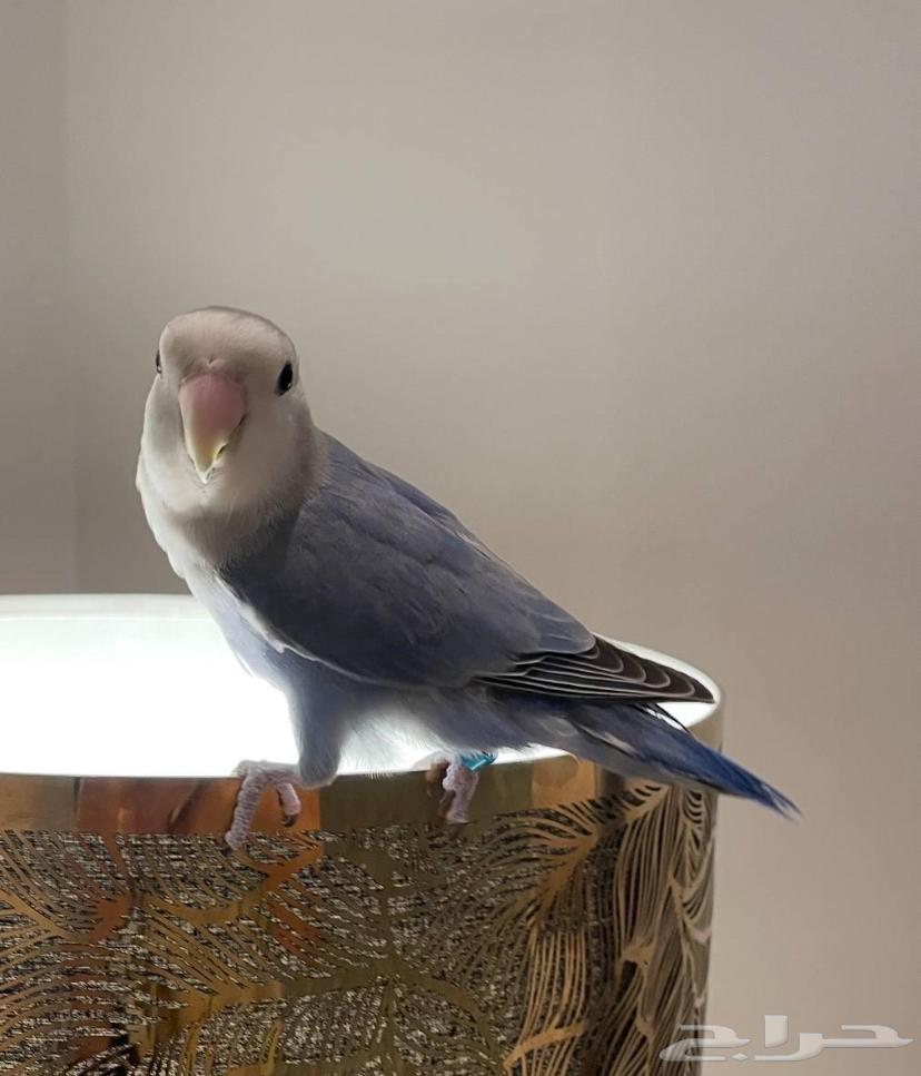 Roz Bird64576618276865111