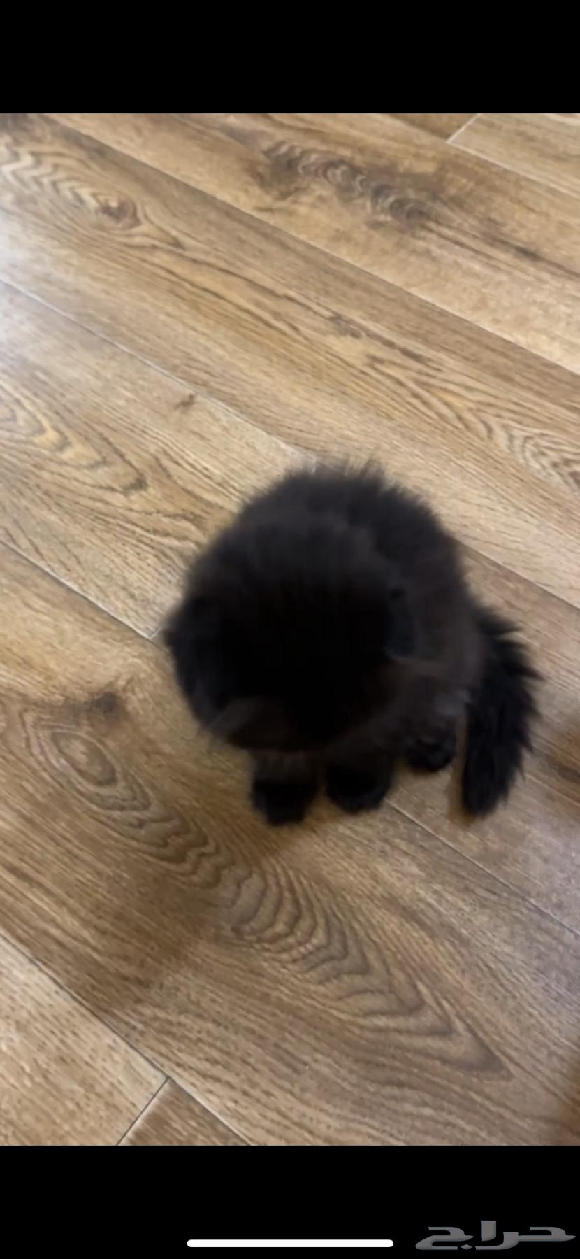 Scottish Fold Cats64579358010625113