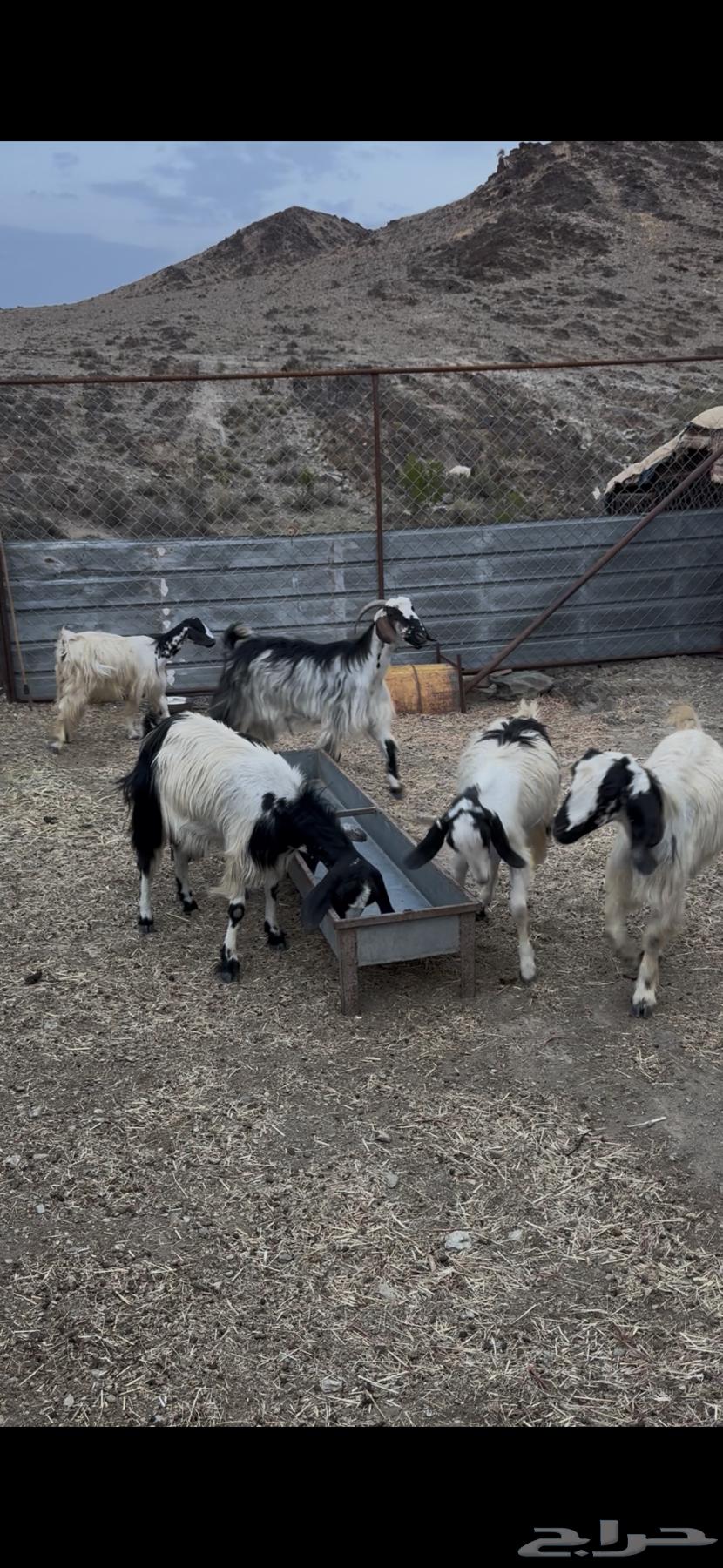 Ma'iza Badu64571700717315110