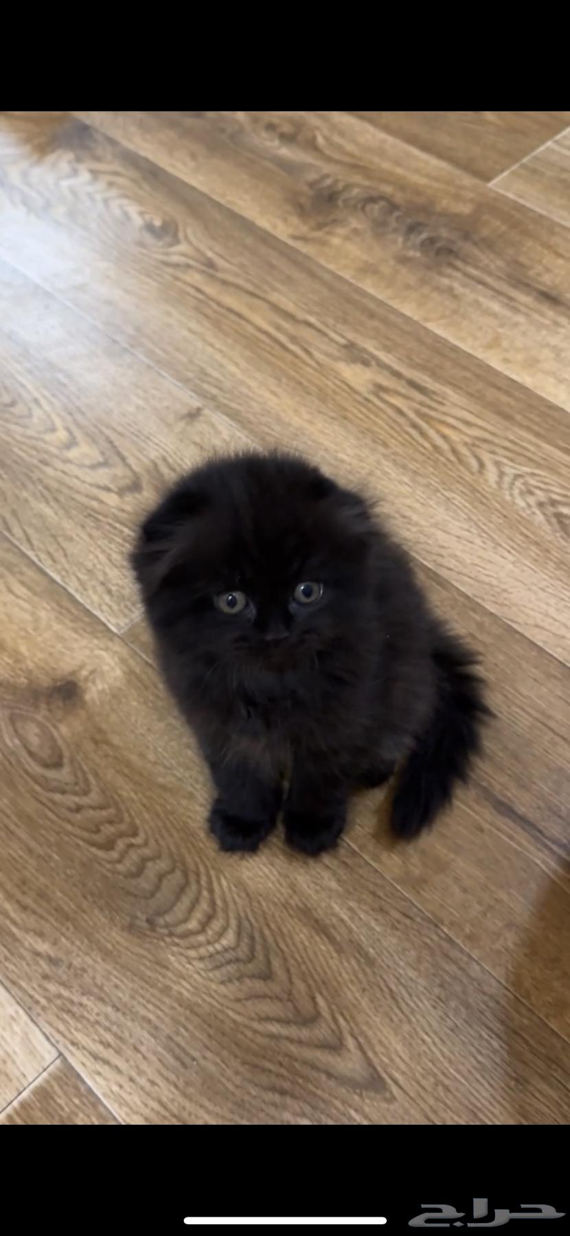 Scottish Fold Cats64579358010625112