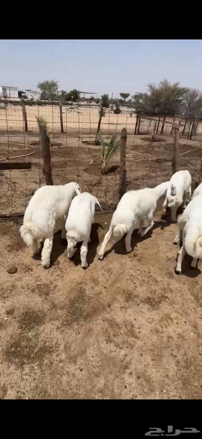 طليان64578312226434111